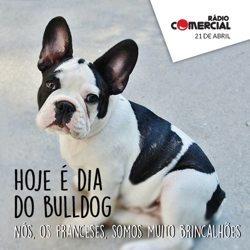 Dia do Bulldog na Comercial