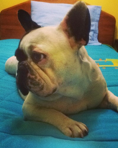 Dia do Bulldog na Comercial