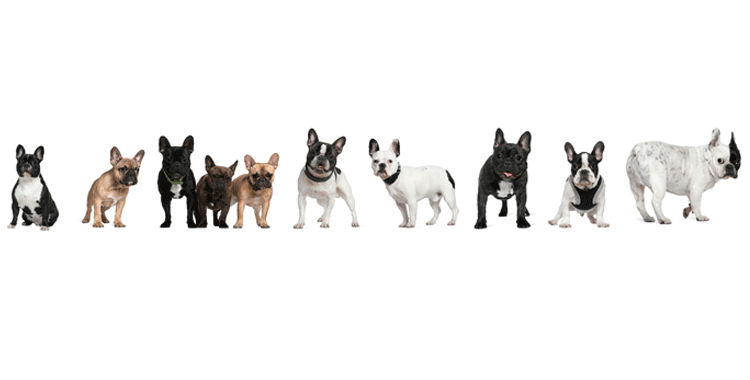 Canino amuado